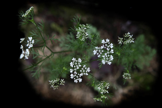 香菜花