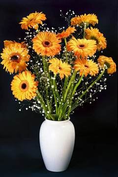 Golden Gerberas（菊科）