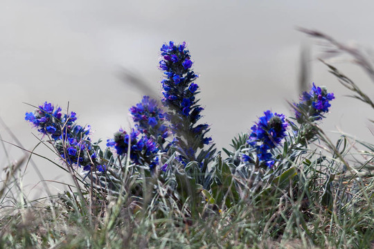 毒蛇的Bugloss（Echium大麥）在比奇角懸崖邊緣生長(zhǎng)