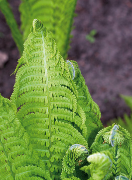 Fern葉