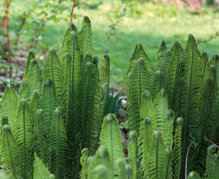 蕨類(lèi)植物的葉子
