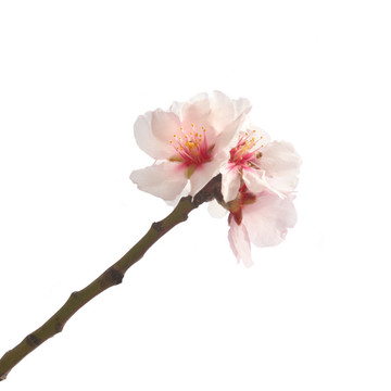 杏仁粉紅花。