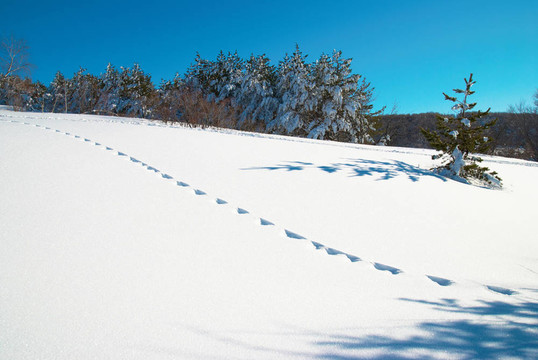 冬天；大雪和腳印。