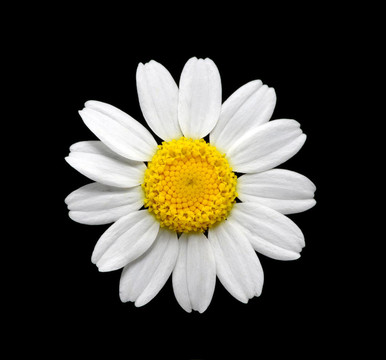 雛菊花