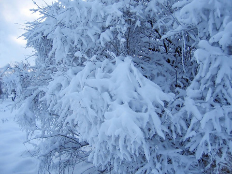 積雪
