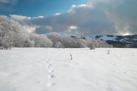 冬季冰冷的森林