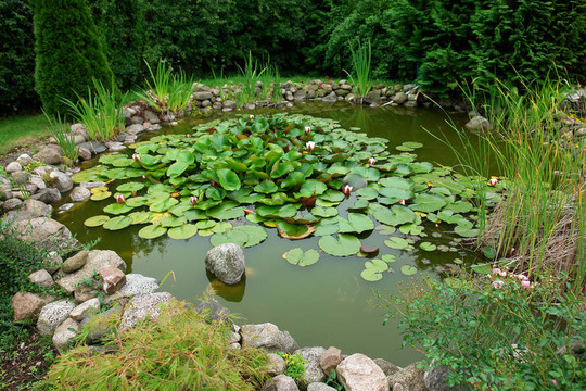 美麗古典園林魚池背景