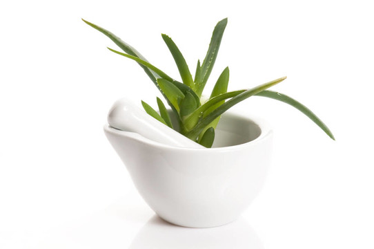 Aloe vera -草藥