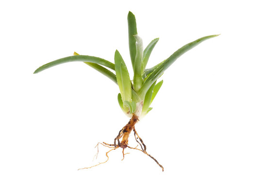 Aloe vera -草藥
