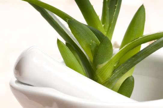 Aloe vera -草藥