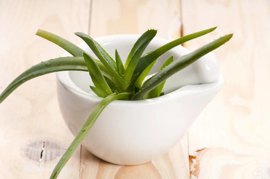 Aloe vera -草藥