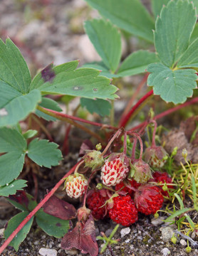 高山野生草莓