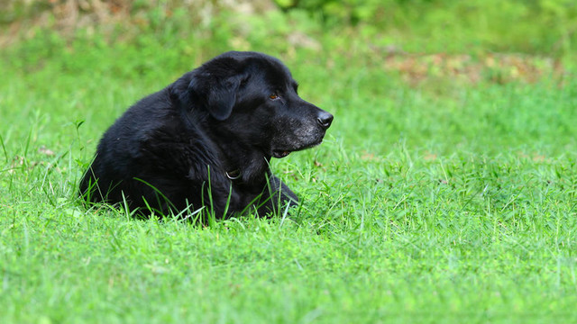 桑普森老人黑色的拉布拉多獵犬在你的文字里院子里的草的輪廓。