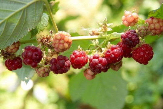 紅樹莓