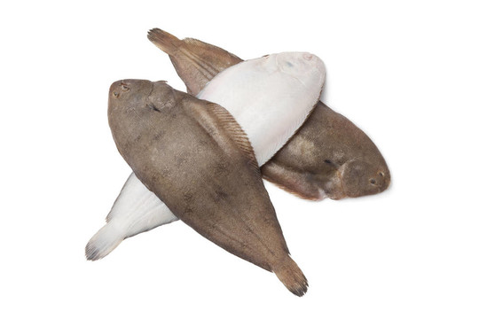 新鮮的唯一的魚
