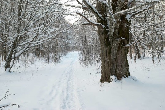 冰雪樹的冬季景觀。