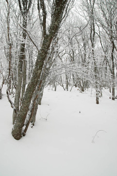 冰雪樹的冬季景觀。