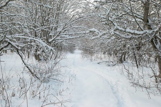 冰雪樹的冬季景觀。