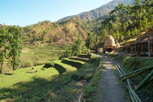 喜馬拉雅山的稻田