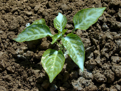 抗真菌植物保護(hù)