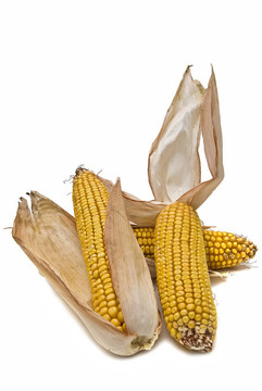 白色玉米穗。