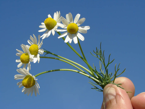 野生洋甘菊