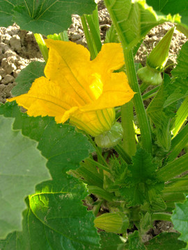 開(kāi)花的南瓜