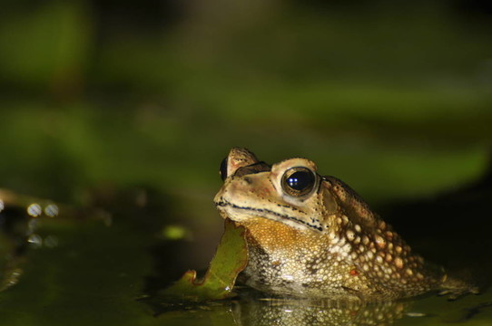 黑眶蟾蜍在水