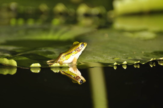 Green Paddy Frog回到睡蓮