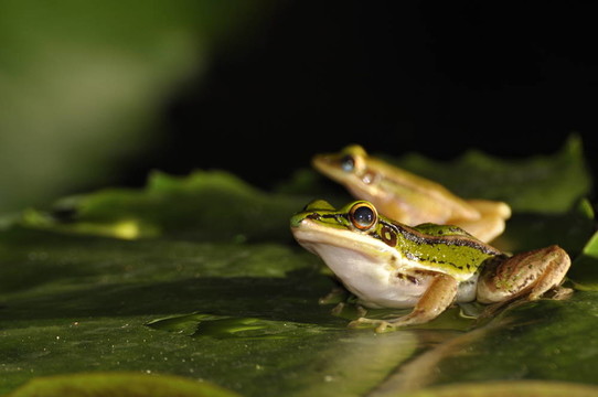 Green Paddy Frog對在睡蓮葉