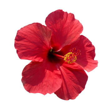 芙蓉羅薩當(dāng)歸