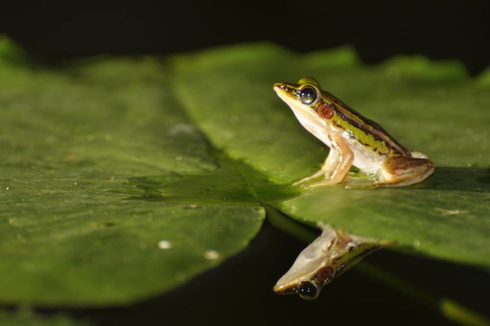 Green Paddy Frog在水面上的鏡子