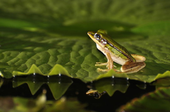 海水中的鏡子里的Green Paddy Frog