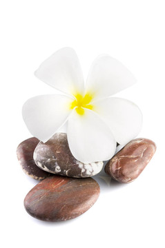 治療結(jié)石的素馨花