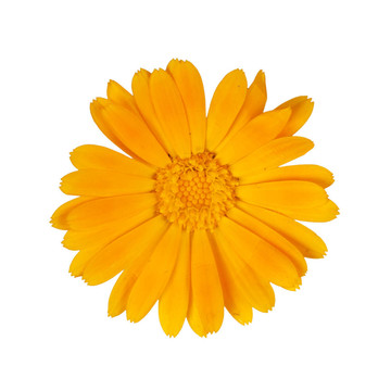 金盞花