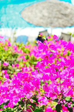 浪漫陽(yáng)臺(tái)與花池觀