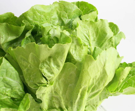 新鮮的生菜