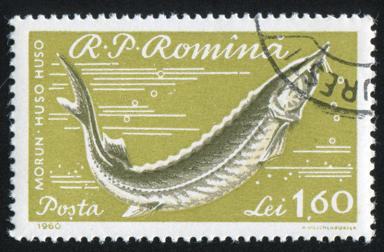 鮭魚