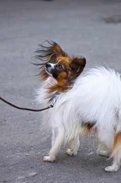 大陸玩具犬