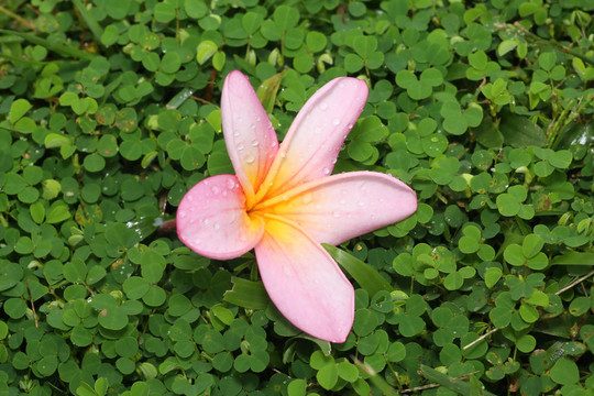 草地上的花
