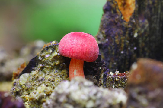 紅蘑菇