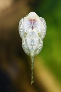 婆羅洲的吸盤魚