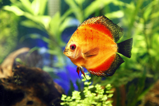火紅七彩神仙魚