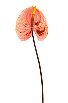 熱帶花卉紅掌