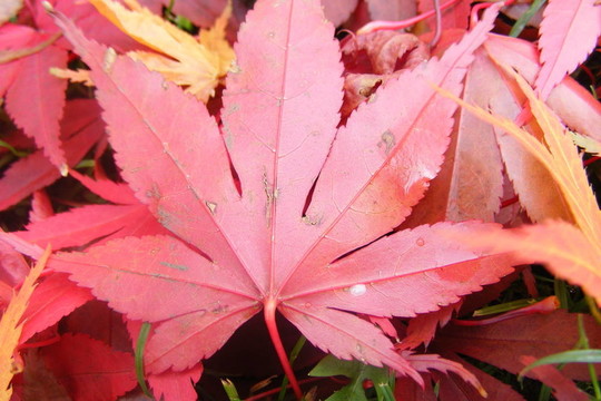 紅色的葉子
