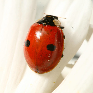 瓢蟲(chóng)