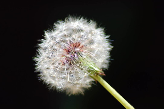 蒲公英泡芙