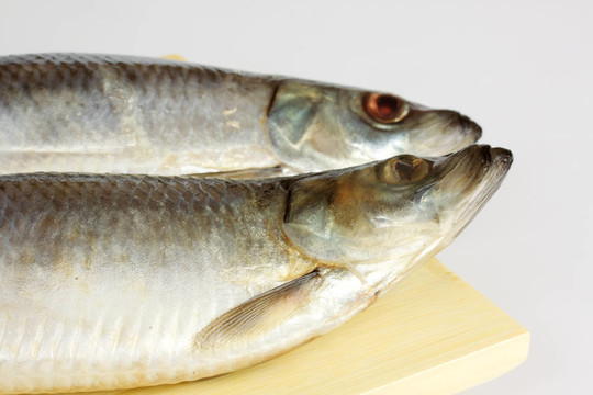 白色背景上腌制的鯡魚