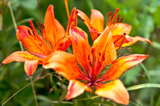 百合花