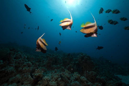鰭魚和海洋。